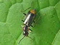 Axinotarsus pulicarius - photo 4