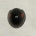 Twice-struck Lady Beetle - photo 3