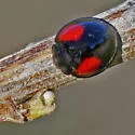 Twice-struck Lady Beetle - photo 5