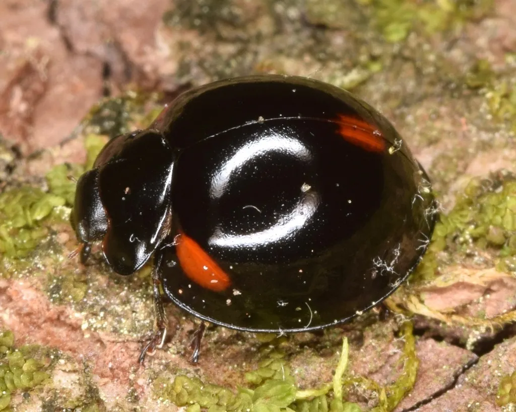Thrice-struck Lady Beetle - photo 2