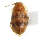 Axylophilus yuccae