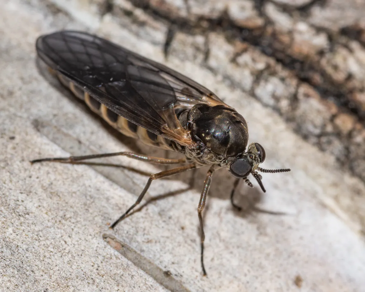 Axymyia furcata