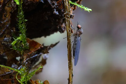Axymyiidae - photo 2