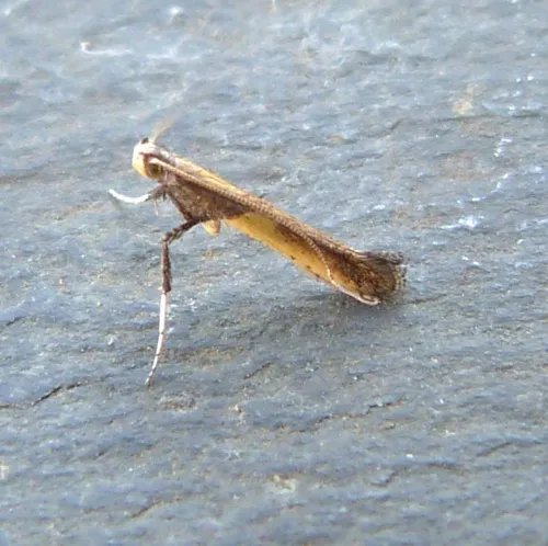 Azalea Leaf Miner