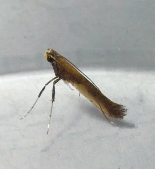 Azalea Leaf Miner - photo 2