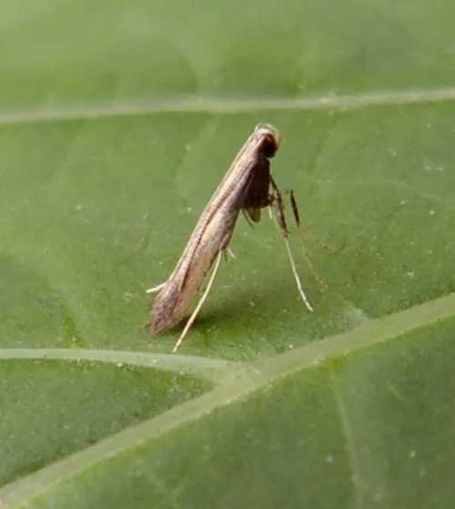 Azalea Leaf Miner - photo 3