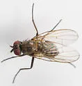 Azelia cilipes