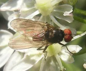 Azelia nebulosa - photo 2