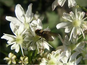 Azelia nebulosa - photo 3