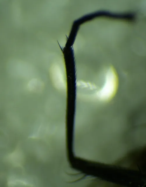 Azelia nebulosa - photo 4