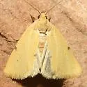 Azenia edentata - Hodges#9726