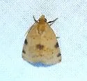 Azenia edentata - Hodges#9726 - photo 2