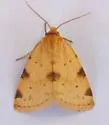 Azenia edentata - Hodges#9726 - photo 3