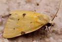 Azenia edentata - Hodges#9726 - photo 4