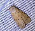 Azenia implora - Hodges#9729 - photo 2