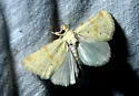 Azenia implora - Hodges#9729 - photo 4