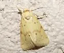 Azenia implora - Hodges#9729 - photo 5