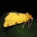 Azenia perflava - Hodges#9727