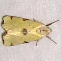 Azenia perflava - Hodges#9727 - photo 4