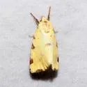 Azenia perflava - Hodges#9727 - photo 5