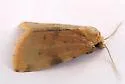 Azenia procida - Hodges#9726.1