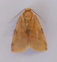 Azenia procida - Hodges#9726.1 - photo 2
