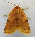 Azenia procida - Hodges#9726.1 - photo 3