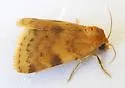 Azenia procida - Hodges#9726.1 - photo 4