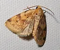 Azenia procida - Hodges#9726.1 - photo 5