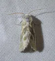 "Azenia" prov. pl. virida - Hodges#9728 - photo 3