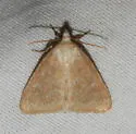 Azenia templetonae - Hodges#9730