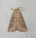 Azenia templetonae - Hodges#9730 - photo 2