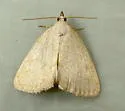 Azenia templetonae - Hodges#9730 - photo 3