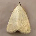 Azenia templetonae - Hodges#9730 - photo 4