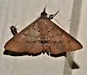Azeta ceramina - Hodges#8576.1
