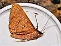 Azeta ceramina - Hodges#8576.1 - photo 2