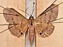 Azeta ceramina - Hodges#8576.1 - photo 3