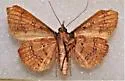 Azeta ceramina - Hodges#8576.1 - photo 4