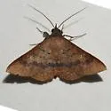 Azeta ceramina - Hodges#8576.1 - photo 5