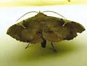 Azeta repugnalis - Hodges#8575