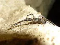 Azilia affinis
