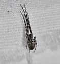 Azilia affinis - photo 3