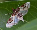 Azochis rufidiscalis - Hodges#5232