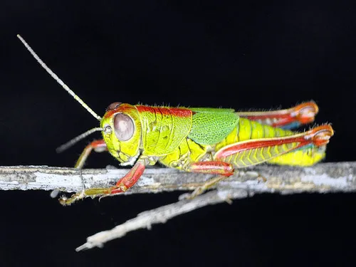 Atascosa Gem Grasshopper - Aztecacris gloriosa