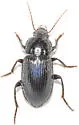 Aztecarpalus schaefferi - photo 2