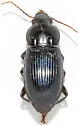 Aztecarpalus schaefferi - photo 3
