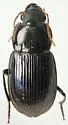 Aztecarpalus schaefferi - photo 4