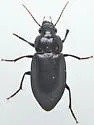Aztecarpalus schaefferi - photo 5