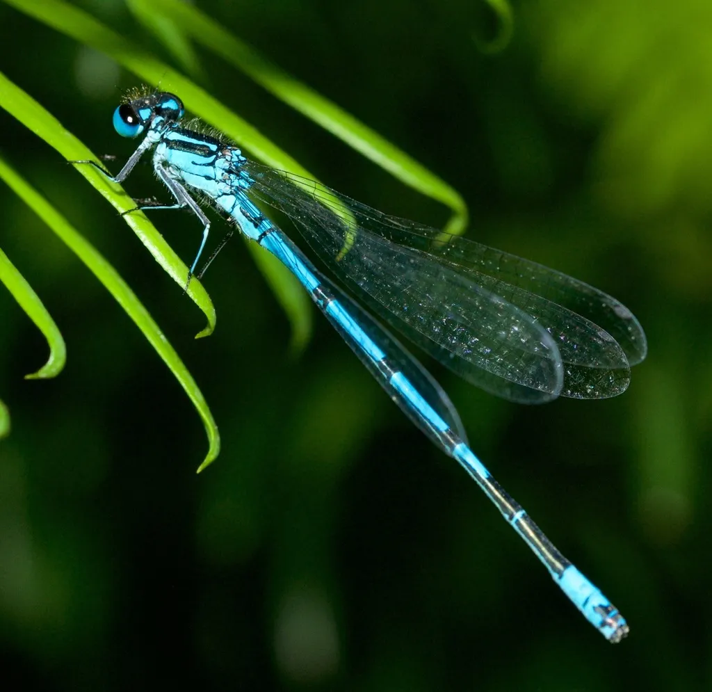 Azure Damselfly - photo 2