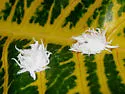Globe-marked Lady Beetle - photo 2